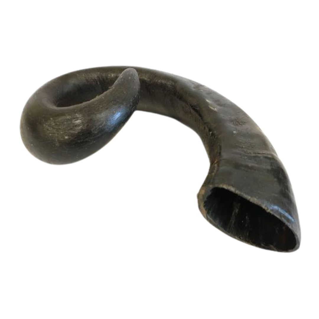 Buffalo Horns 1pc