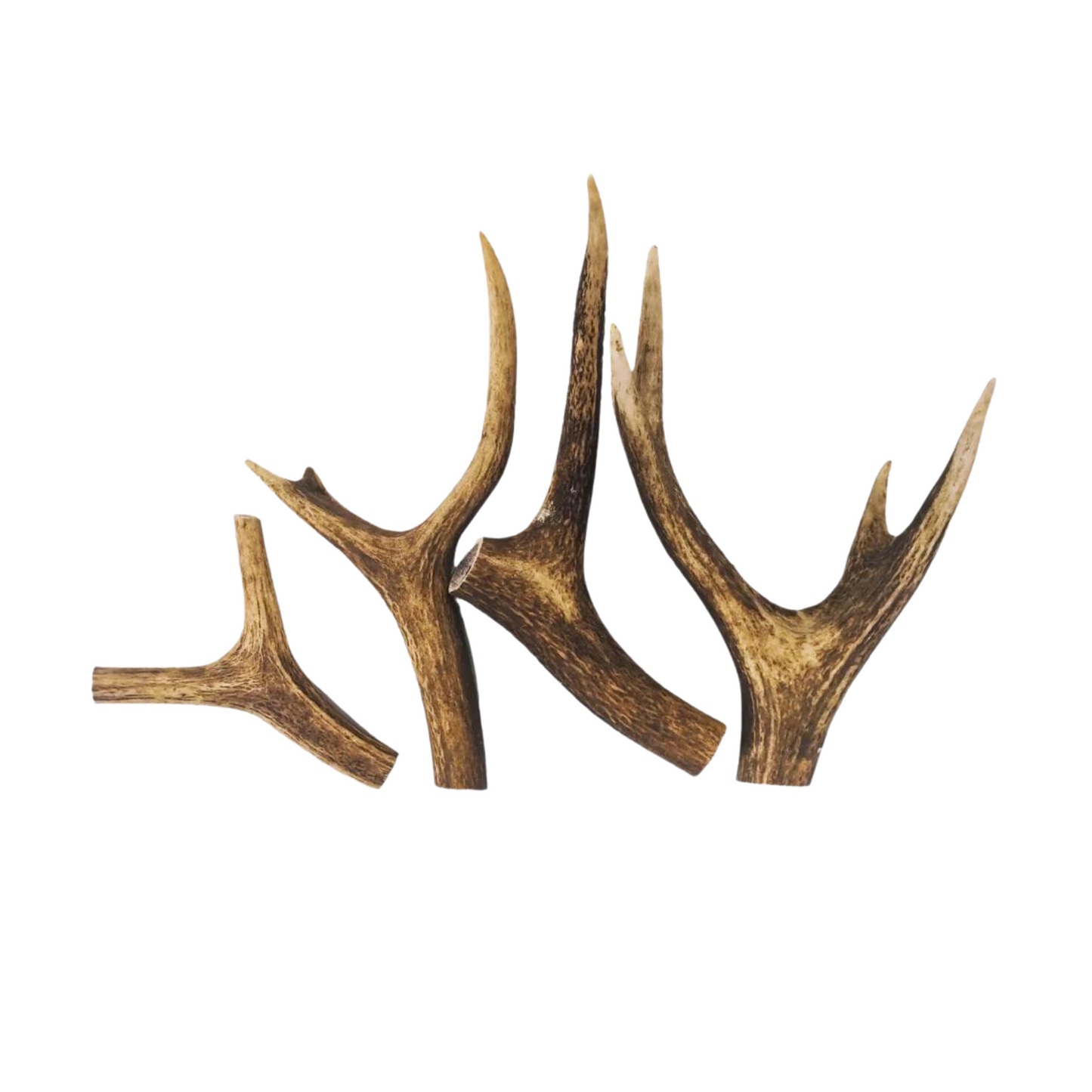 Mixed Cut Antlers 1pc