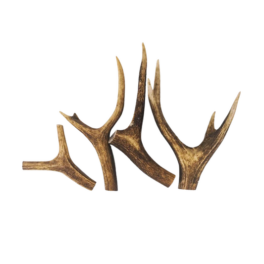 Mixed Cut Antlers 1pc
